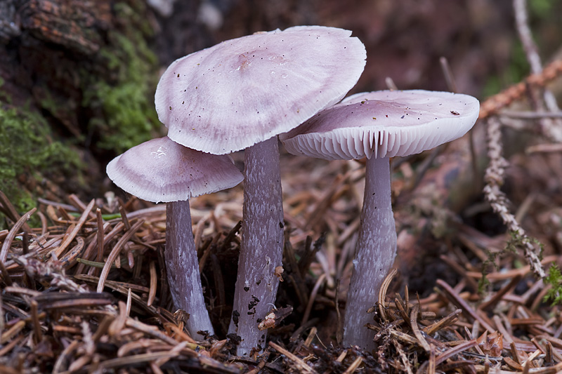 Mycena pura